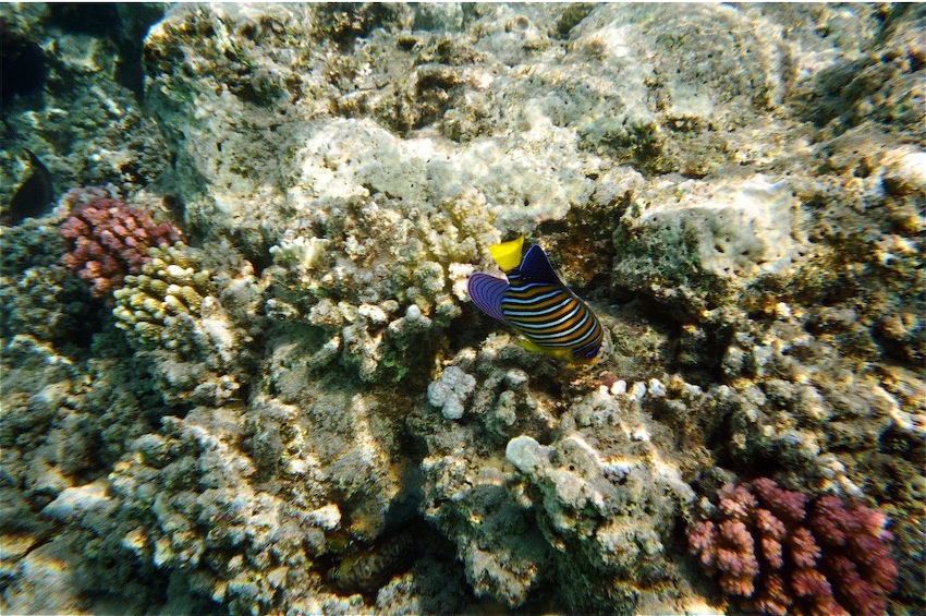 Pesce Imperatore