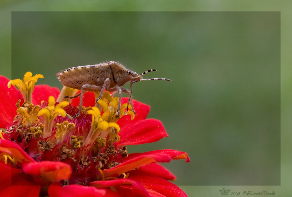 Dolycoris baccarum 2