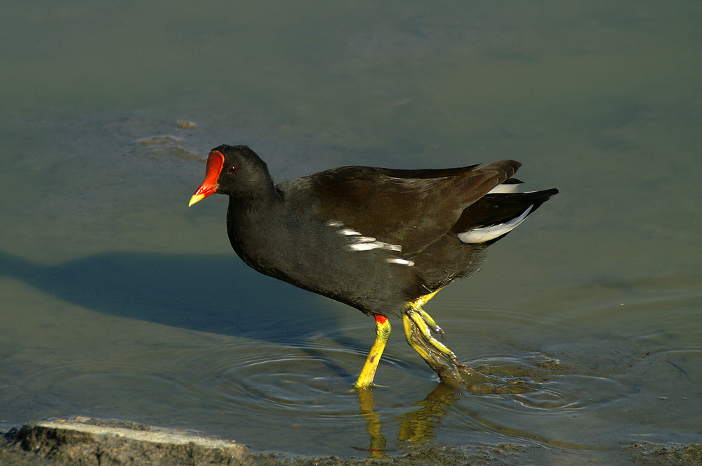 Gallinella d'acqua