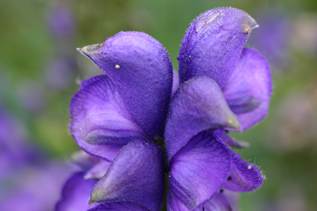fiori oppure uccellini