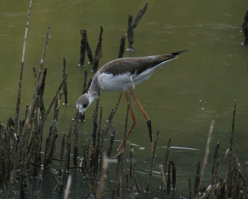 Piccolo di Cavaliere D'italia