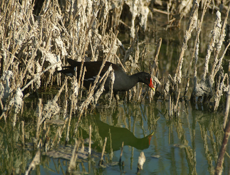 Gallinella d'acqua