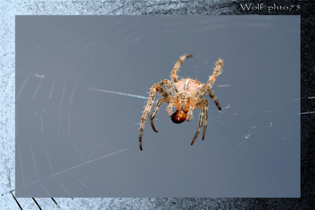 secondo voi che cosa sto mangiando?