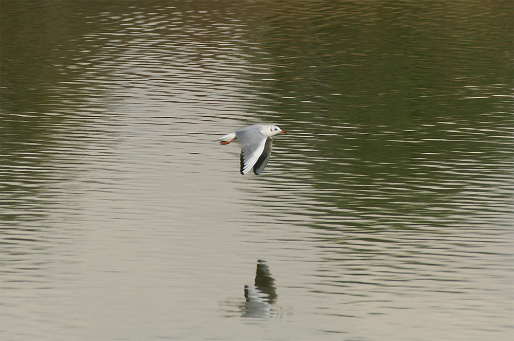 gabbiano in volo