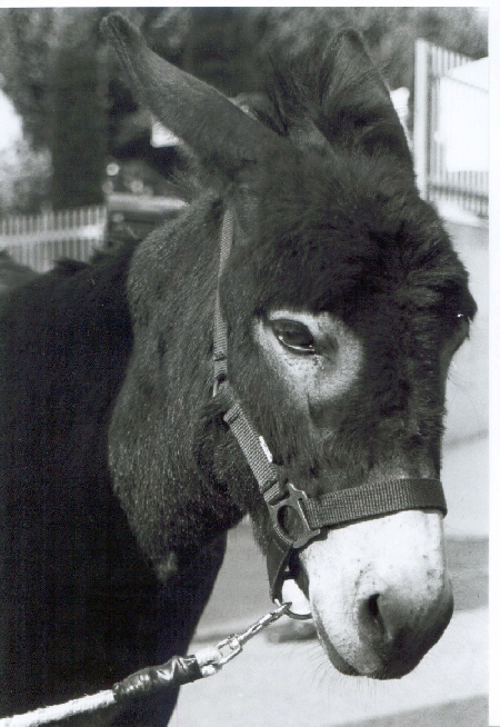 Palio dell'Oca Bianca 2004