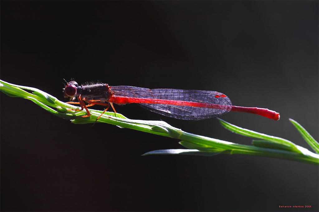 ...in un raggio di sole...
