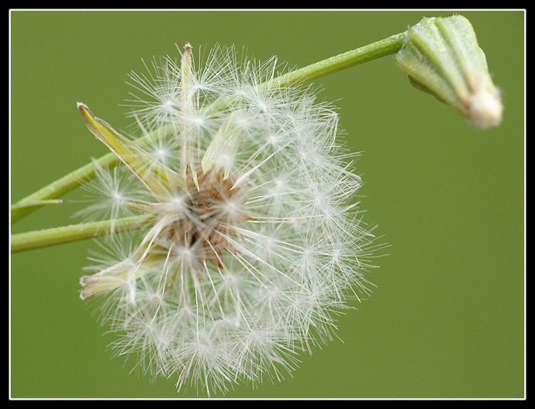 Esprimi un desiderio....