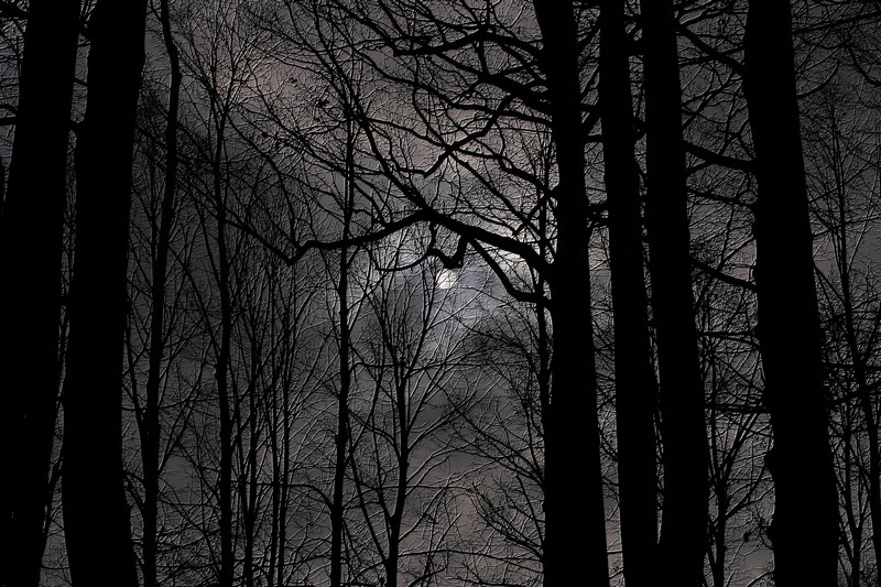 il bosco delle tenebre!!