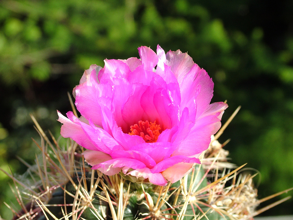 Fiore di pianta grassa