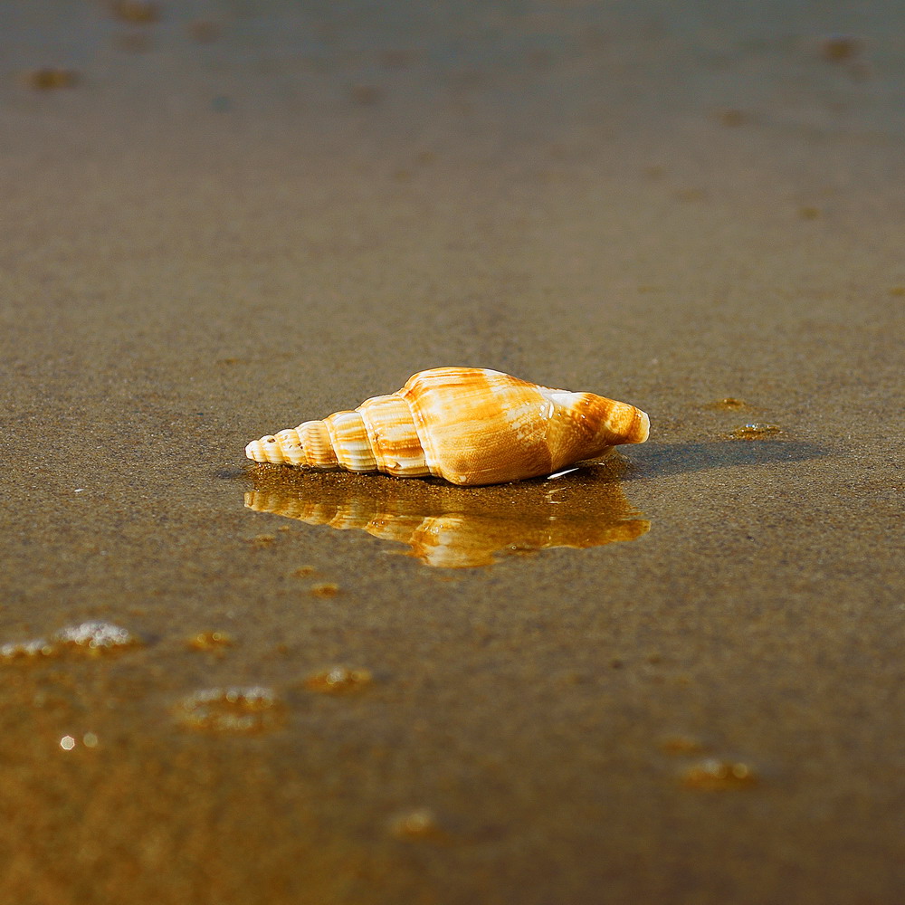 conchiglia (l'ultima )