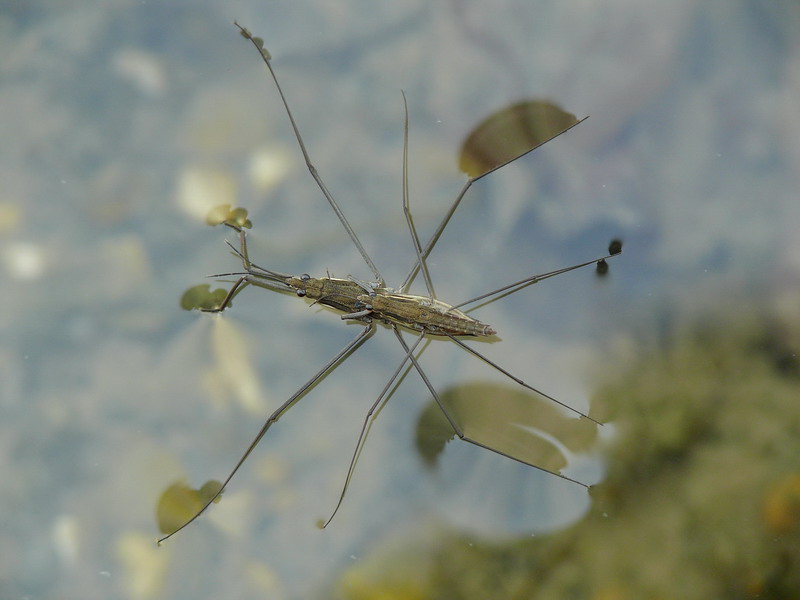Mosche d'acqua