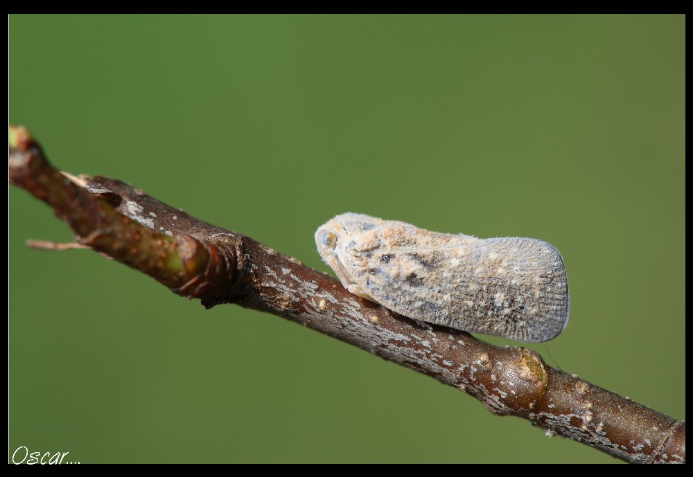 a riposo...sul ramo..