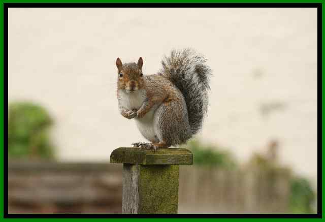 "Stai quardando me??"