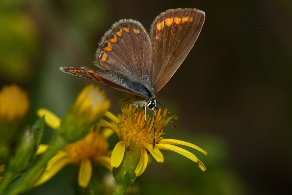 Satyrium pruni