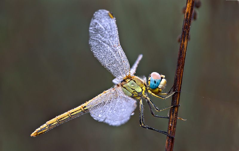 Libellula