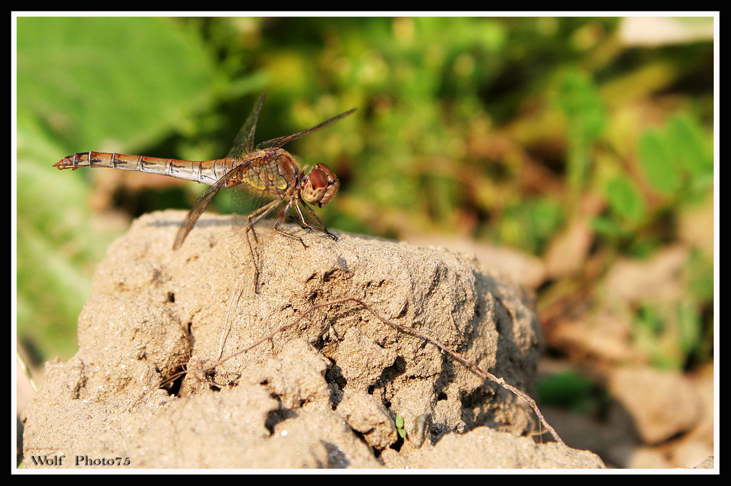 Libellula Piemontese