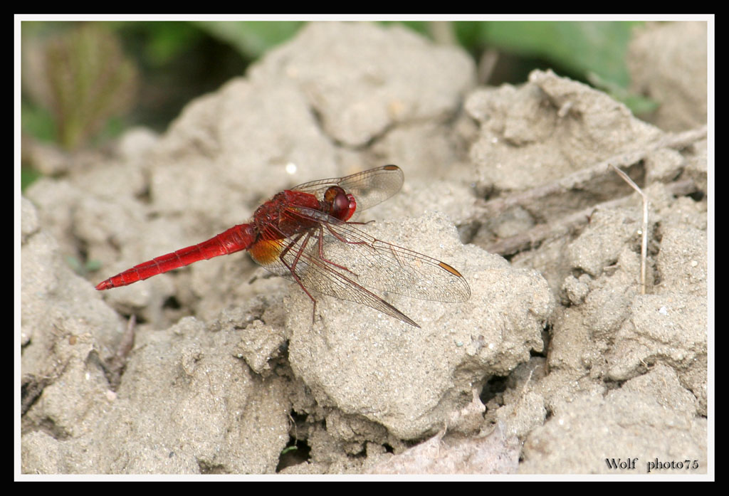 libellula rosso rubino