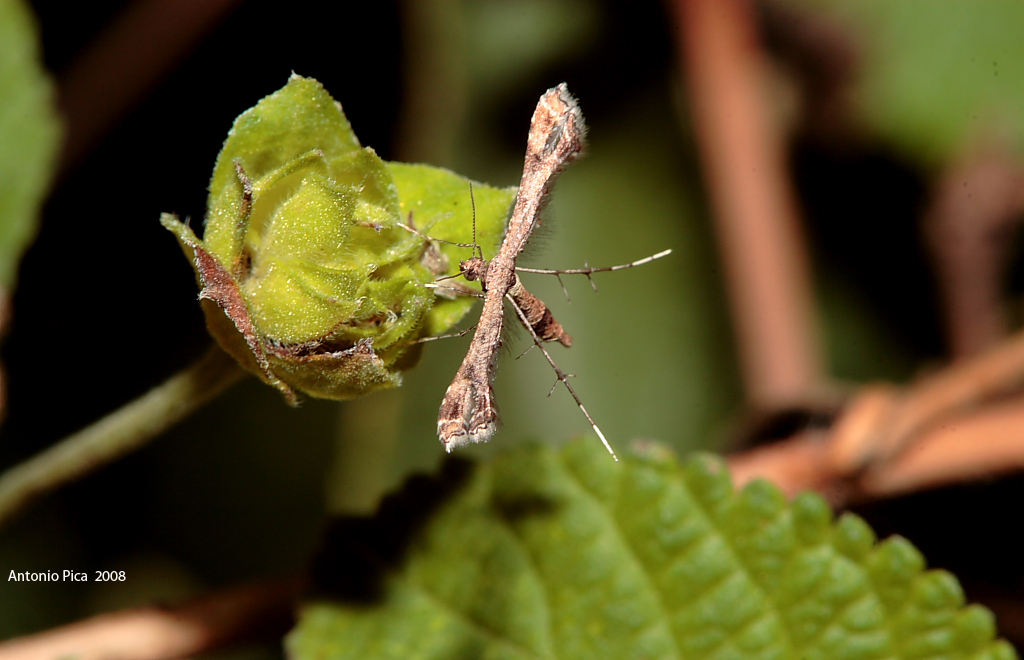 piccola come una zanzara