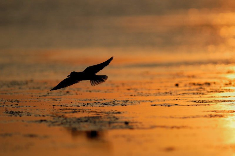 Mignattino ali bianche