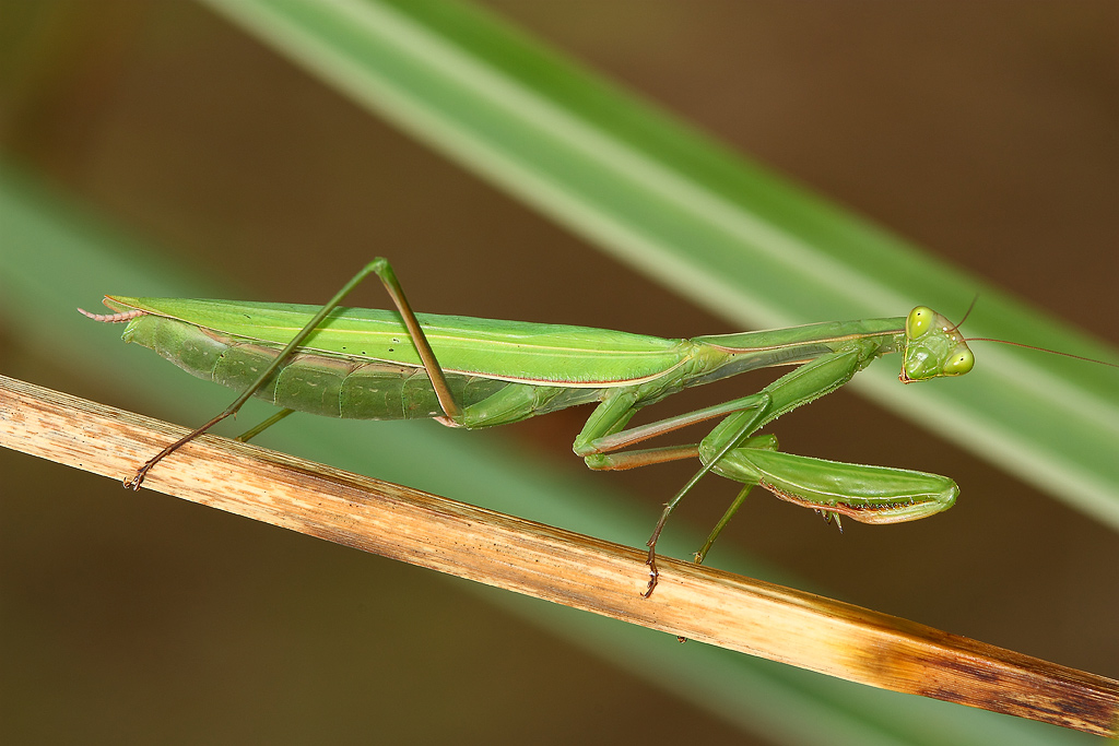 mantis religiosa