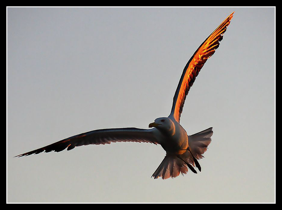 Ultimo volo prima della sera
