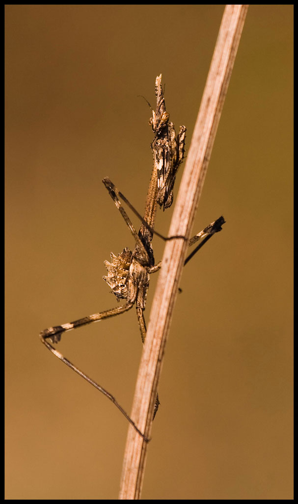 La reincarnazione del Faraone