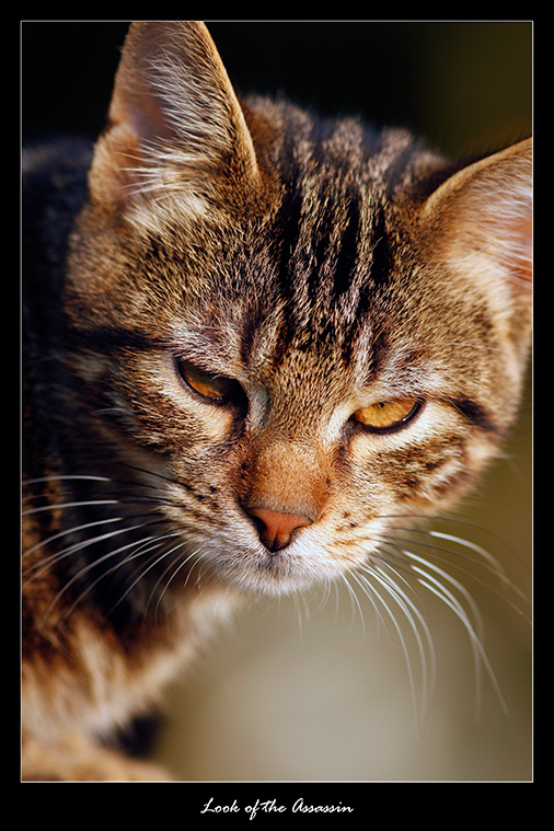 Look of the Assassin