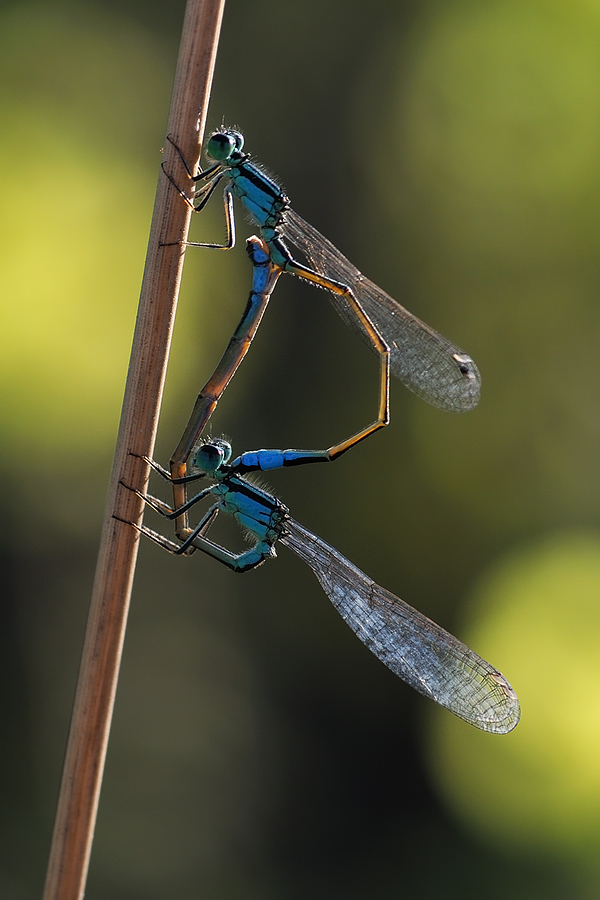 accoppiamento in controluce