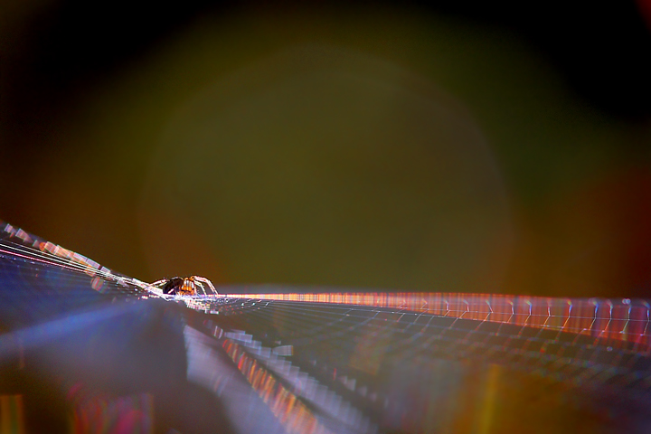 il tramonto del ragno