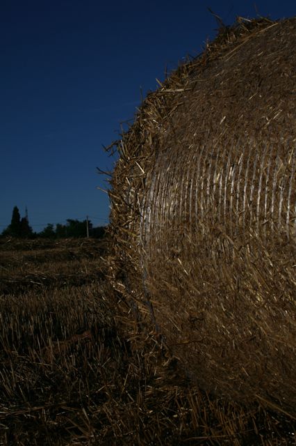 Allergia...