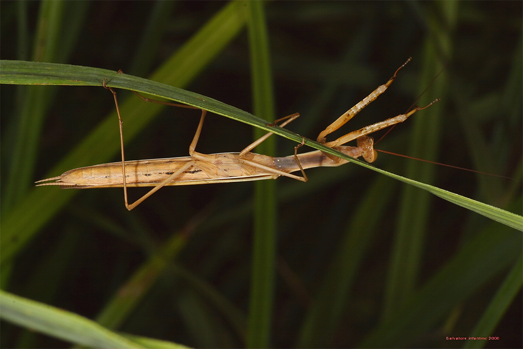 Provo anch'io con la mantide...