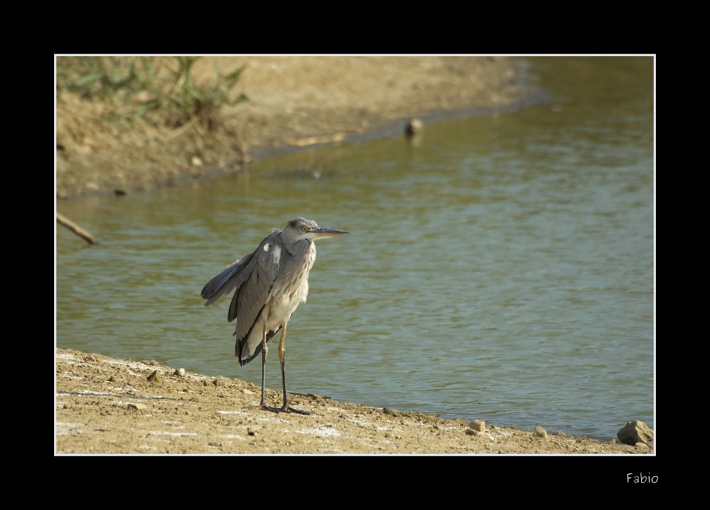 cinerino solitario infreddolito