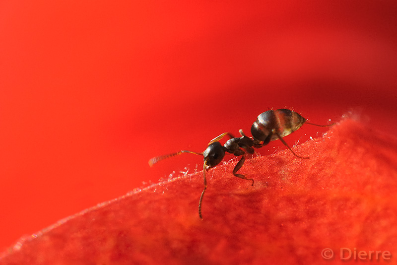 Su e gi� per un Ibisco