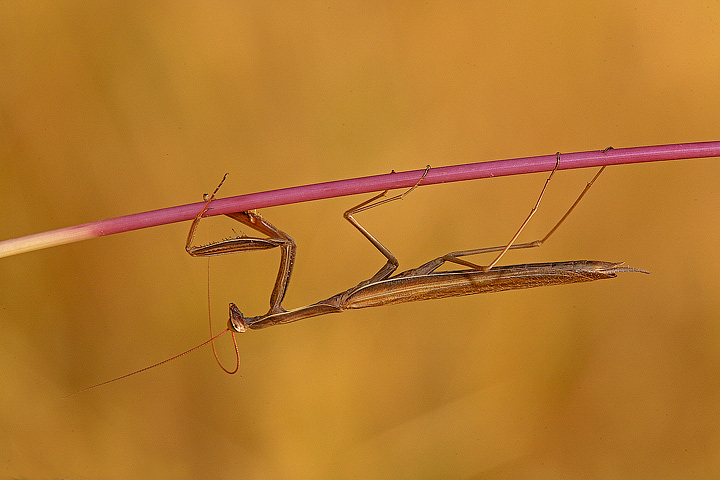 All'amica Liliana e a suo marito Antonio.