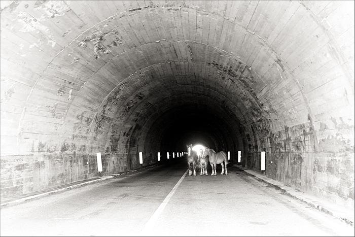 tre cavalli in galleria