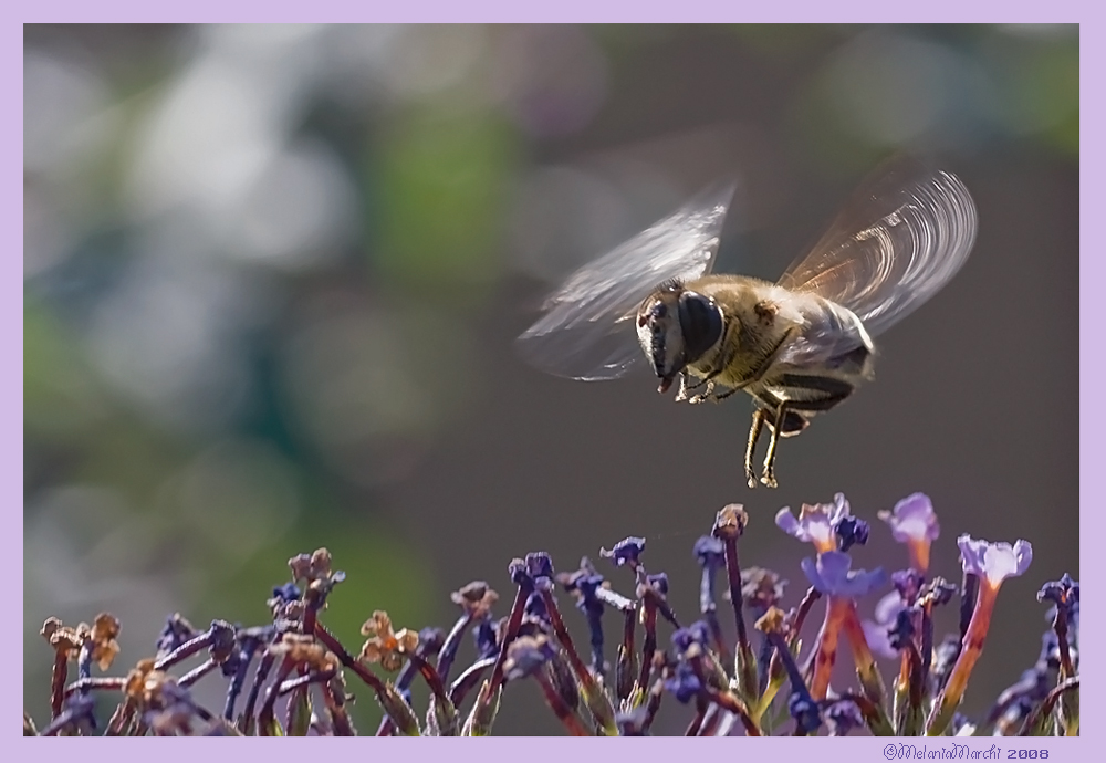 Volucella in volo