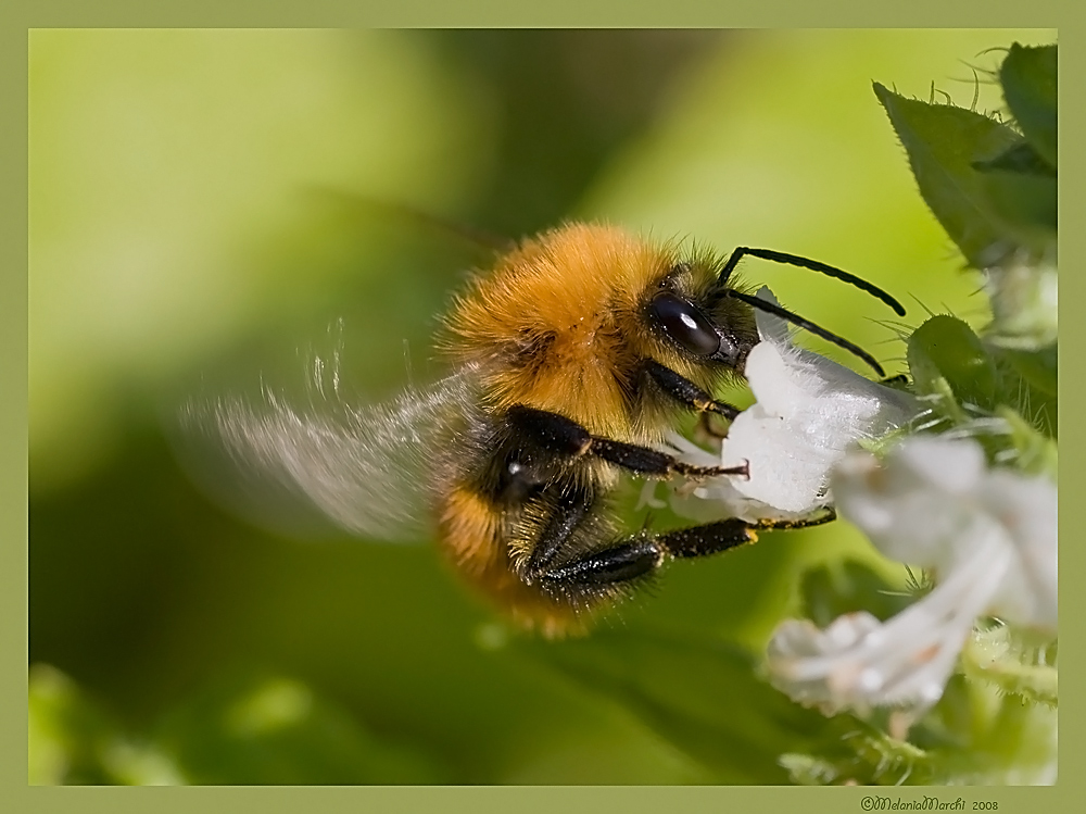 In sospensione sui fiori
