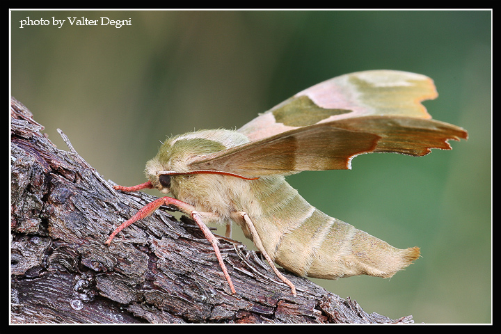 Falena gigante (Mimas tiliae)