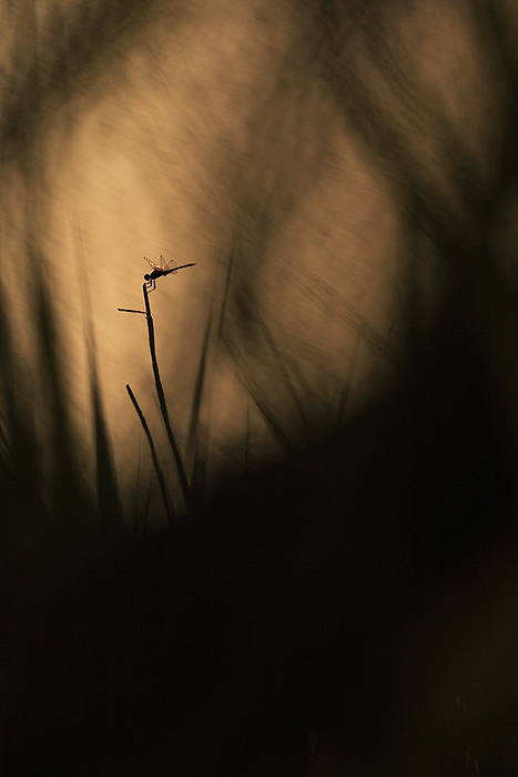 Tramonto di un dragone