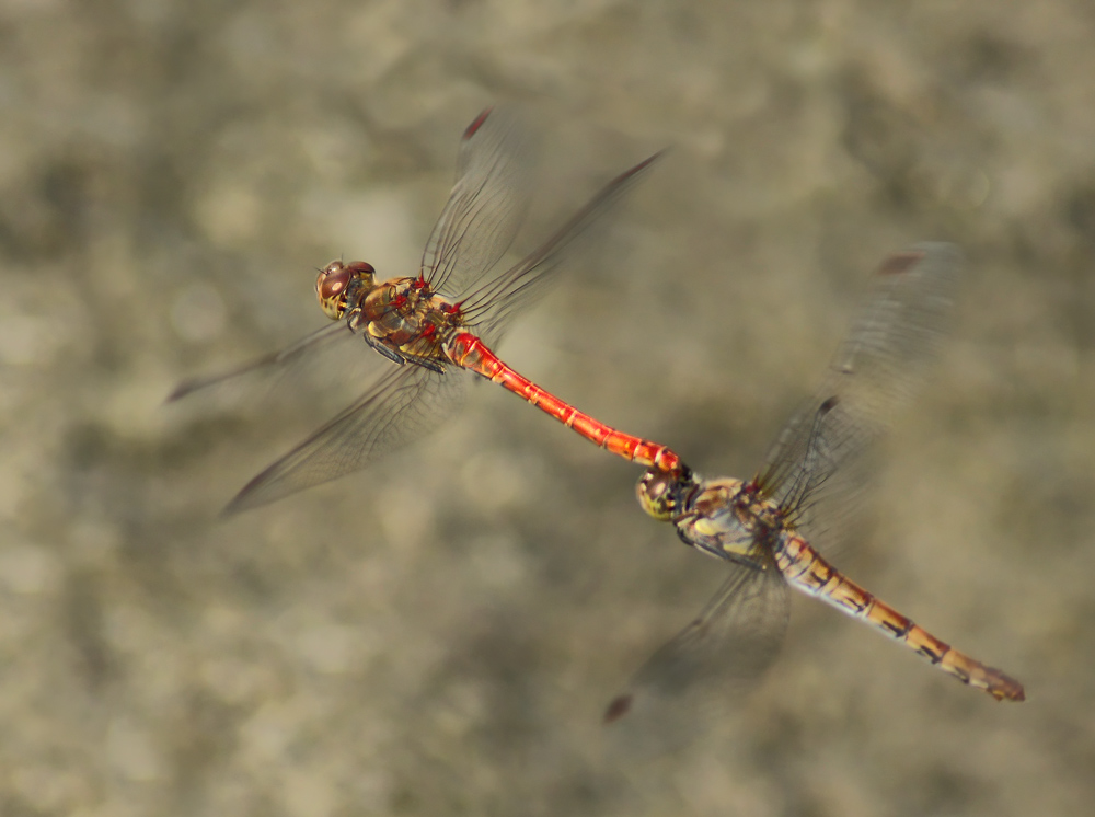 Rifornimento in volo....