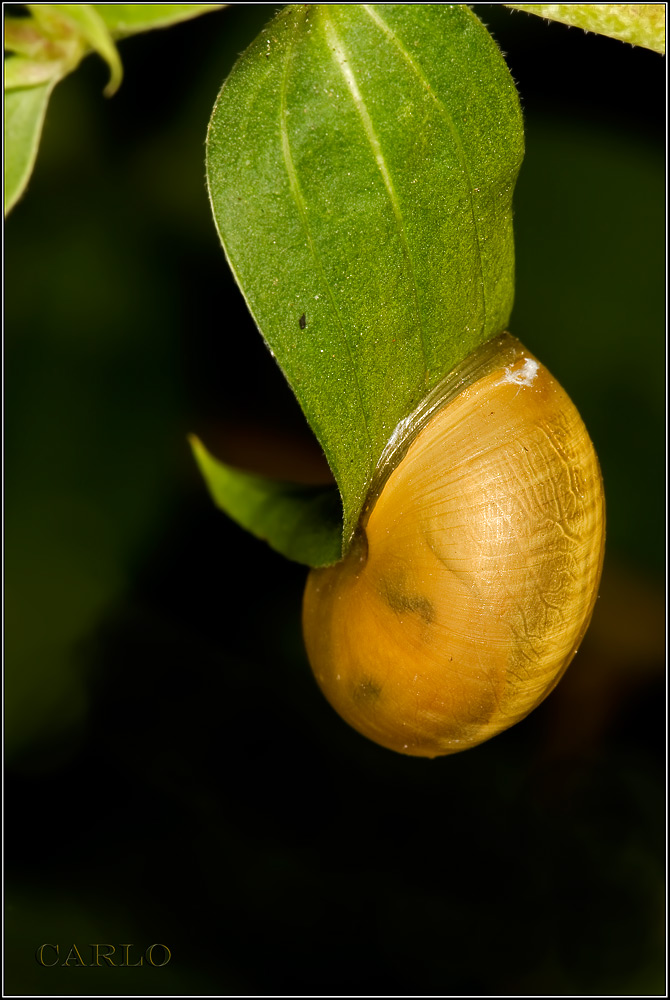 un  comodo sonnellino