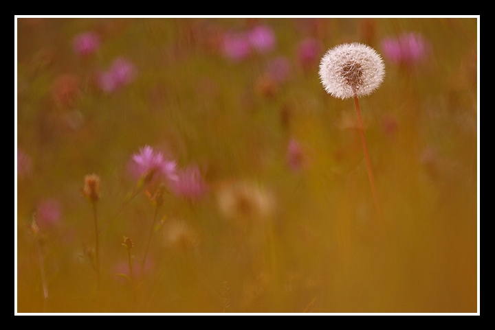 Semplice soffione....