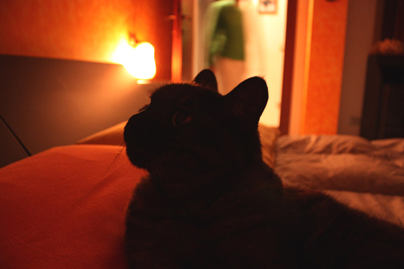 Finalmente........ si dorme!  Miao!!!!!!!