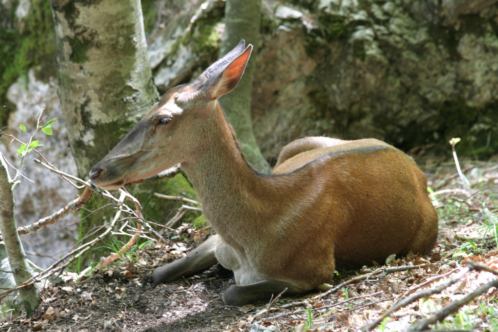 Fortunato incontro - parco nazionale d' Abruzzo