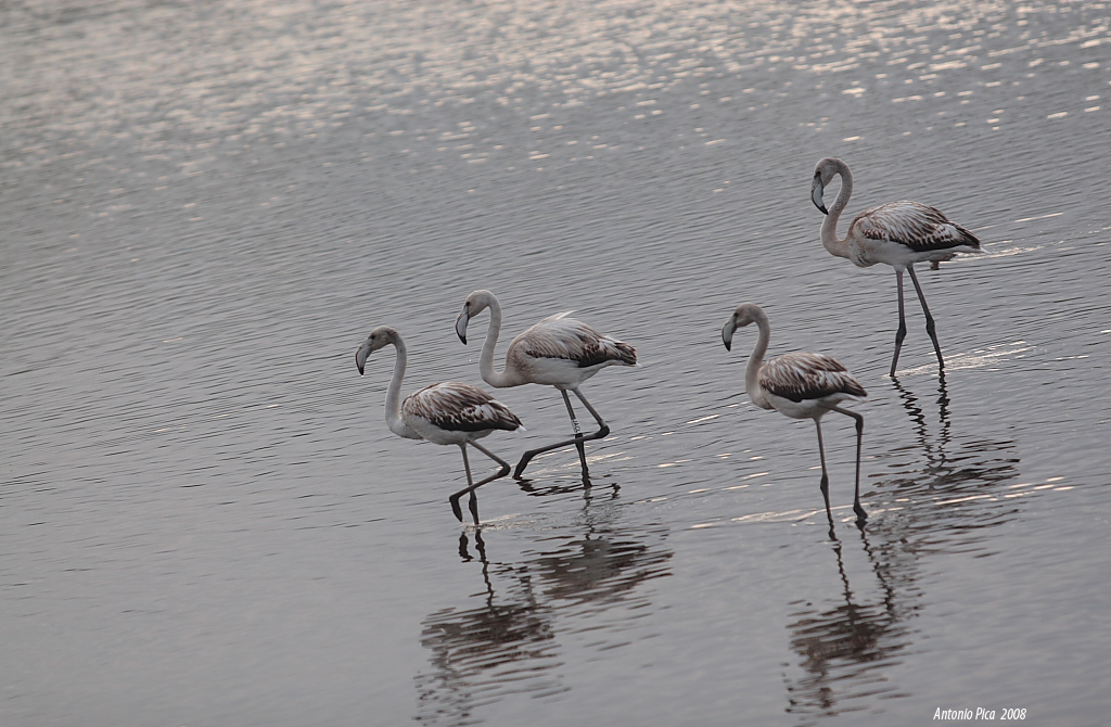Fenicotteri a passeggio