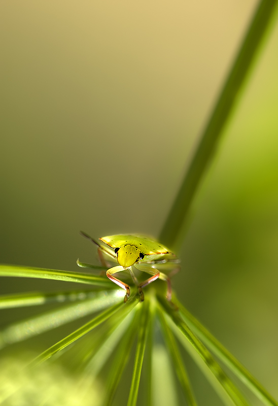 La cimice e l'ombrello