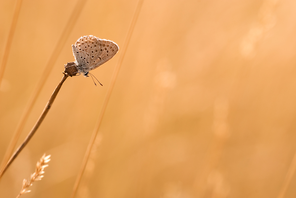 Sull'orlo di un precipizio d'oro