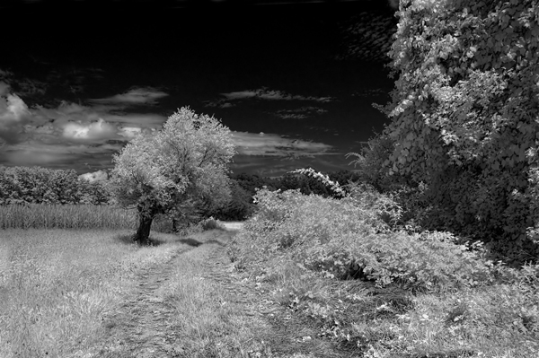 Paesaggio IR (1)
