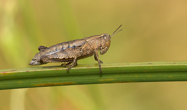 Pezotettiix giornae