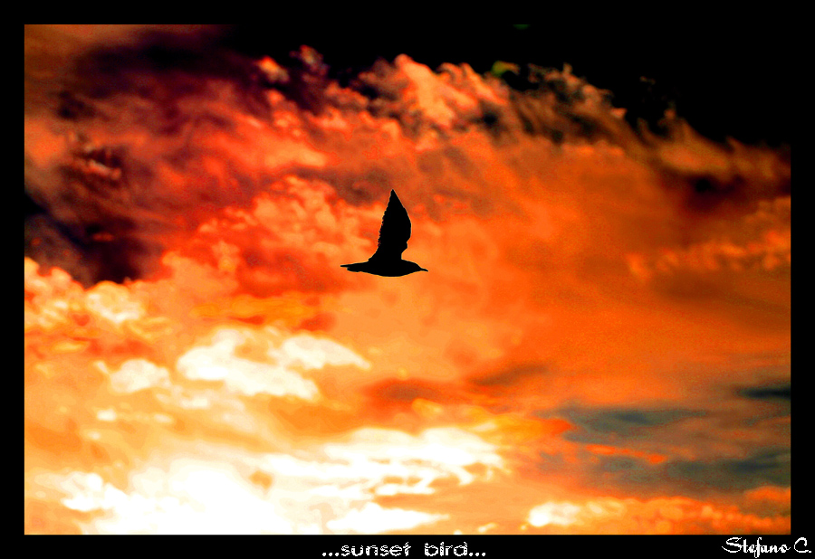 Sunset Bird